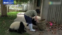 Daily Mail_Hilarious footage shows pandas running rings around zoo staff 15May16