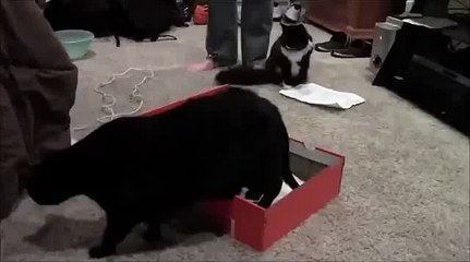 funny videos - Best Cat Fart Ever Funny Videos