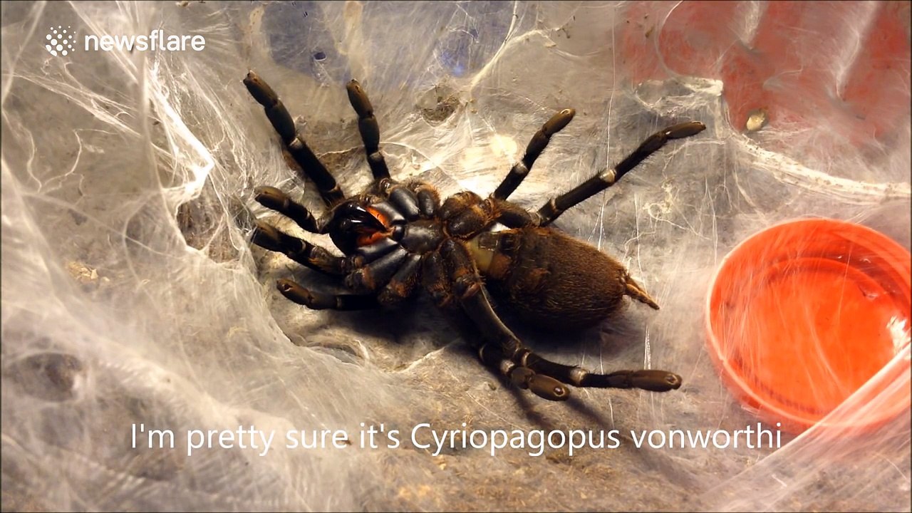 Tarantula molts its skin in creepy time-lapse