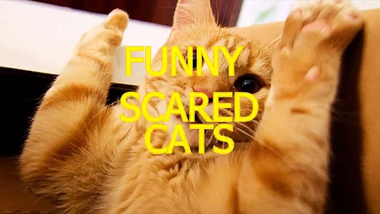 Funny cats scared
