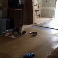 Акела промахнулся. Смешные приколы собаки