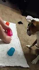 Бездарь. Смешные приколы собаки