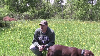 Is Clover the Ultimate Food Plot Crop?