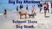 Dog Day Afternoon at the Belmont Shore Dog Beach, Long Beach, CA 90803