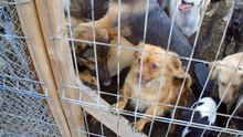PUPPIES