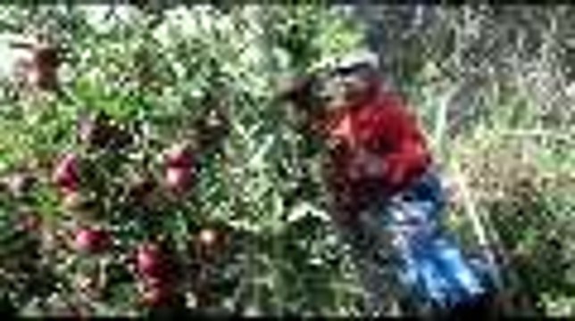 La cueillette de pommes aux Vergers de Ste Quitterie