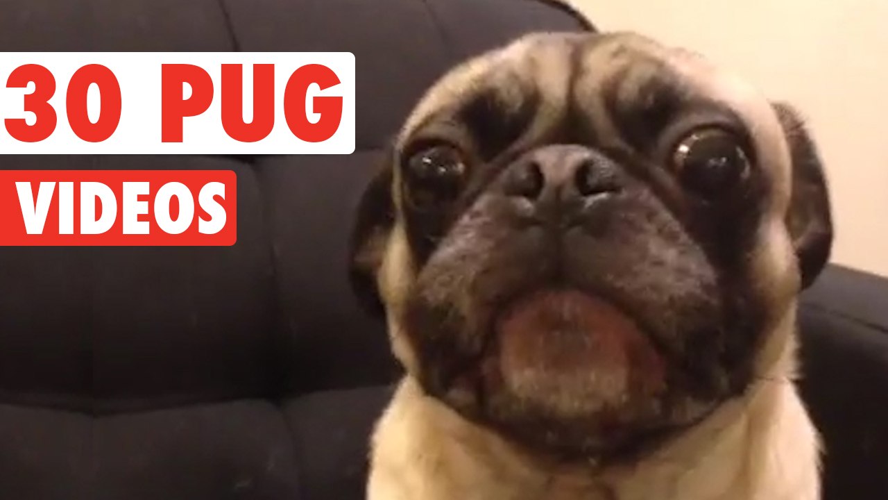 30 Incredible Pug Videos video Dailymotion