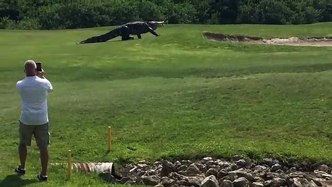 Giant Gator Walks Across Florida Golf Course