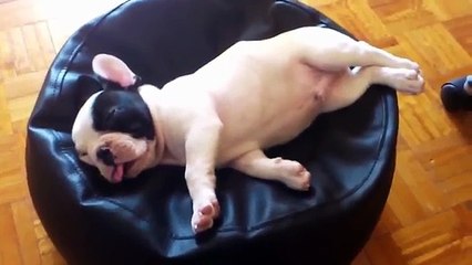 Top 10 Sleepy French Bulldogs - 360p