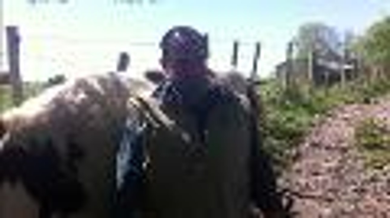 Une vache touchée par trois balles à Lupsault