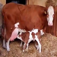 الخير كله.. ماشاء الله