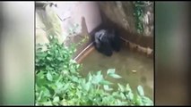 Astonishing New Footage Shows Gorilla 'Protecting’ 4-Year Old Boy Before Being Shot Dead