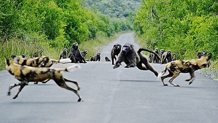 wild Dogs attacking Monkey