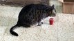 My cat Guy is drinking tomato juice