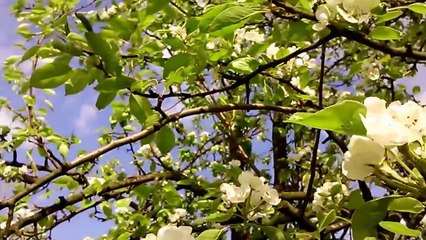 Życie świętem jest