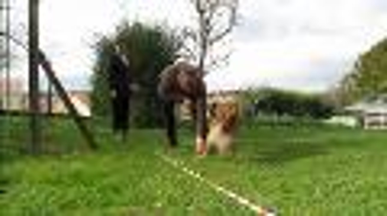 Féline participe au champpionnat de France de chiens truffiers