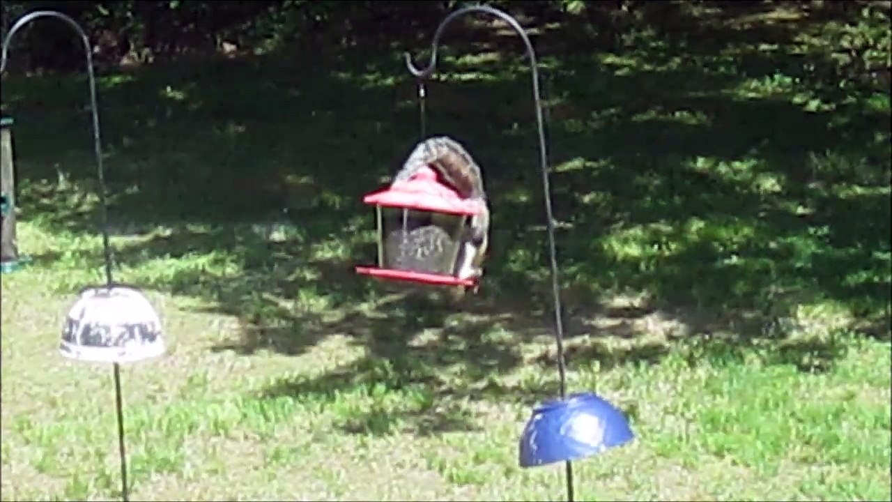 Squirrels Are Resourceful