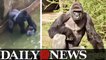Cincinnati Zoo Blame Game Begins For 'Harambe' The Gorilla
