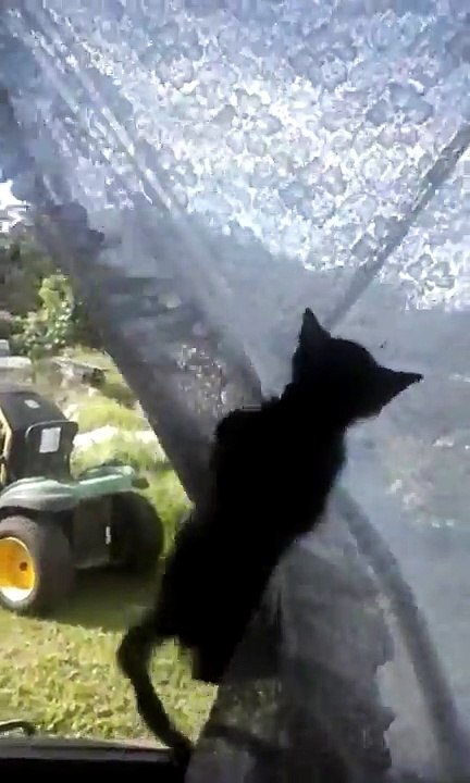 Jungle Kitten versus Lace Curtain