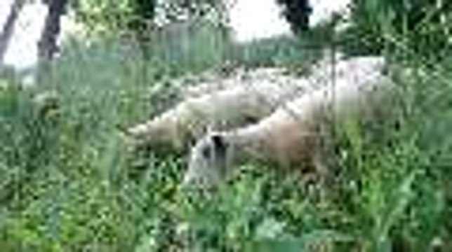 Un troupeau de moutons pour tondre le jardin Vert