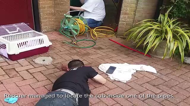 Un Cucciolo Di Volpe è Finito In Una Tubo: Ecco Cosa Fa La Mamma Mentre Tentano Di Salvarlo