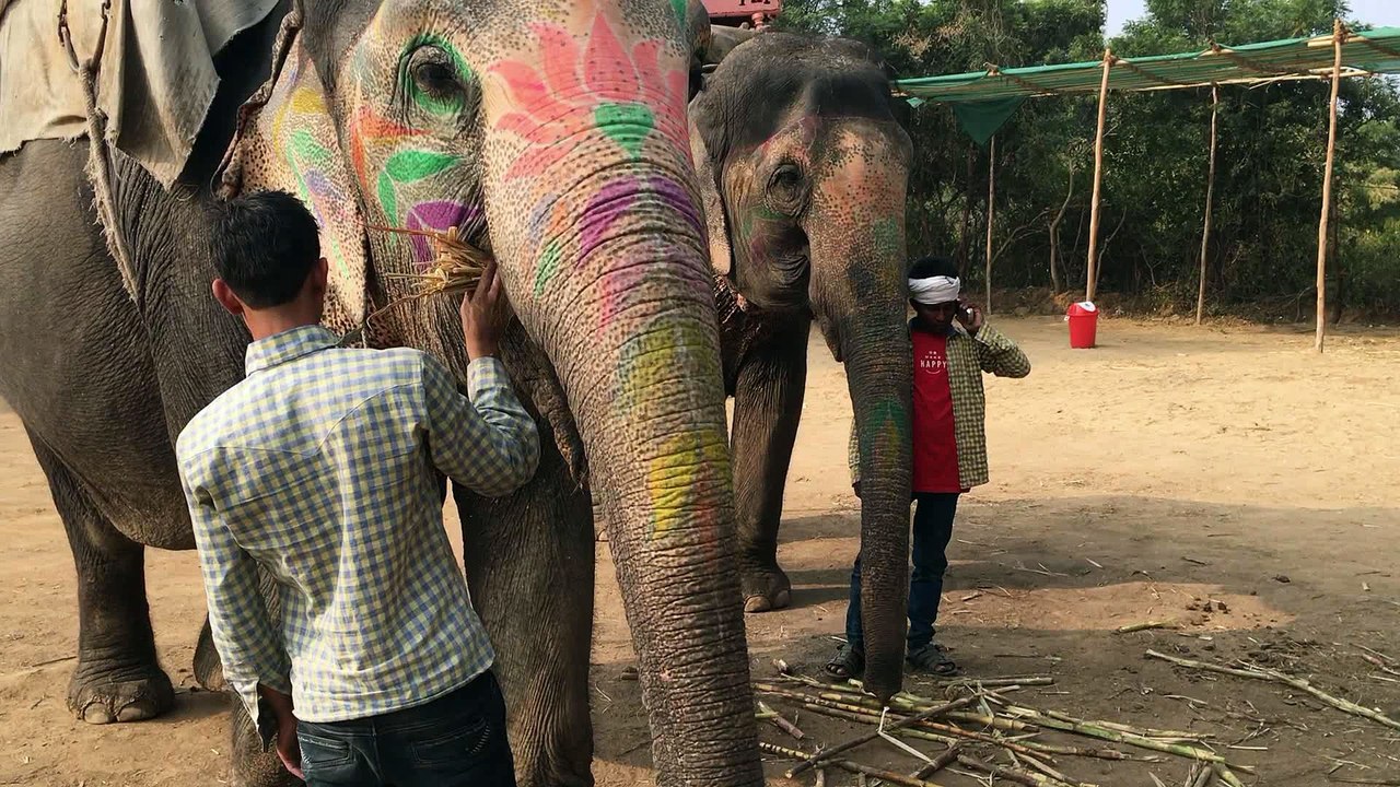 ELEFRIEND VILLAGE - JAIPUR - RAJASTHAN - INDE.02 décembre 2015.