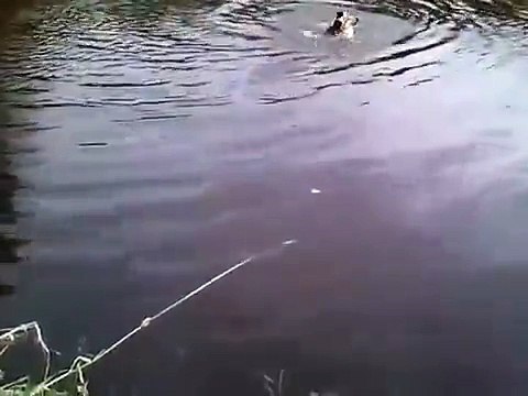 Пёс спасает кота