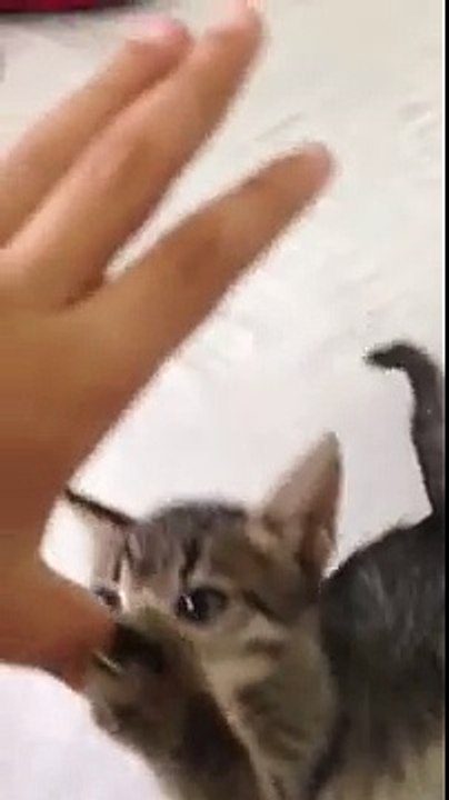 Ninja kitten