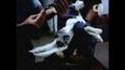 Insolite : Chat complice d'évasion