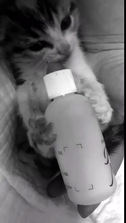 Kitten learning how to hold her own bottle
