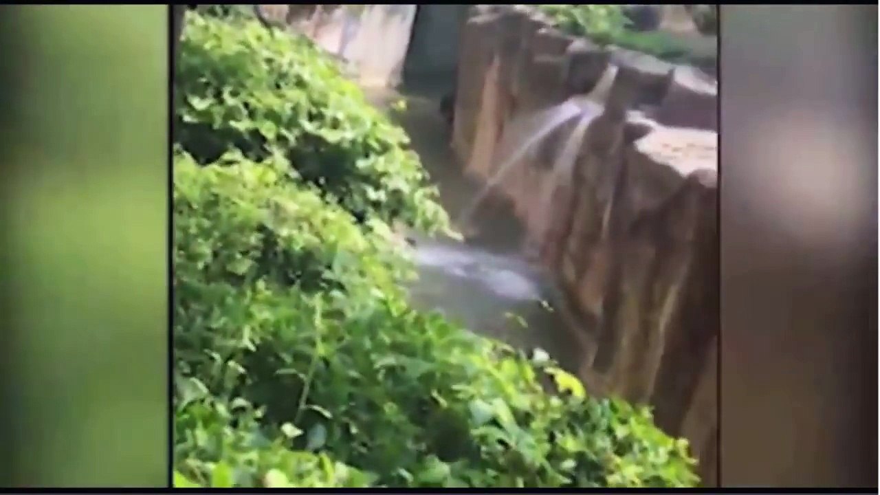 Gorilla grabs child who's fallen into habitat a...