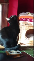 Our kitten Tinky working on her vocals