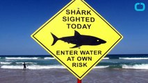 You Have Been Warned - Shark Attacks Likely to Go Up This Summer