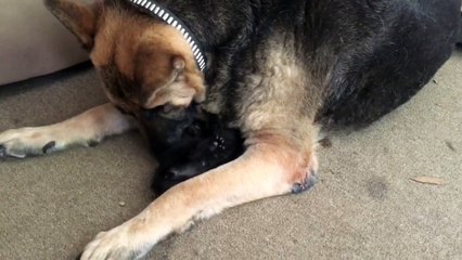 German Shepherd and 3 week kitten playing