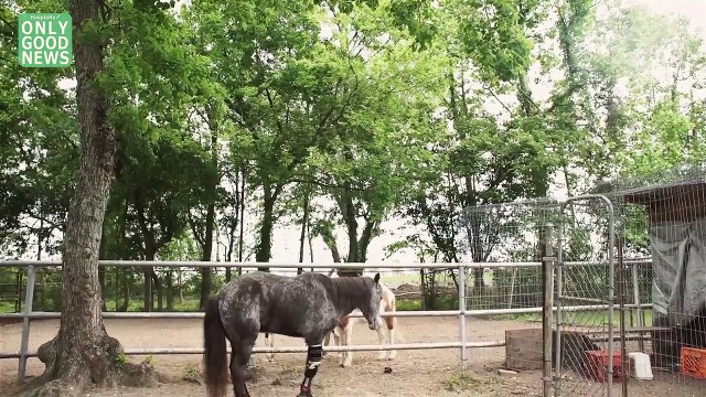3-Legged Pony Teaches ‘NEVER GIVE UP!’