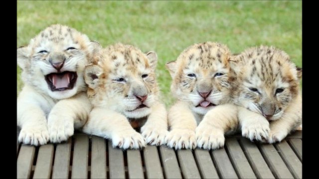 Des bébés incroyables