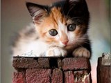#Cute #Cats and #Kittens #funny #meowing #video #Compilation Cats Kitten doing #funny things 521