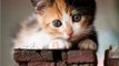 #Cute #Cats and #Kittens #funny #meowing #video #Compilation Cats Kitten doing #funny things 521