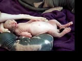 Sleeping sphynx kitten! www.groovysphynx.com Tracy Hosfelt Tracy Hoss