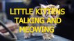 Little kittens meowing and talking - Cute cat compilation