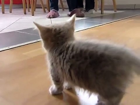 Cute munchkin baby kitten talks too much