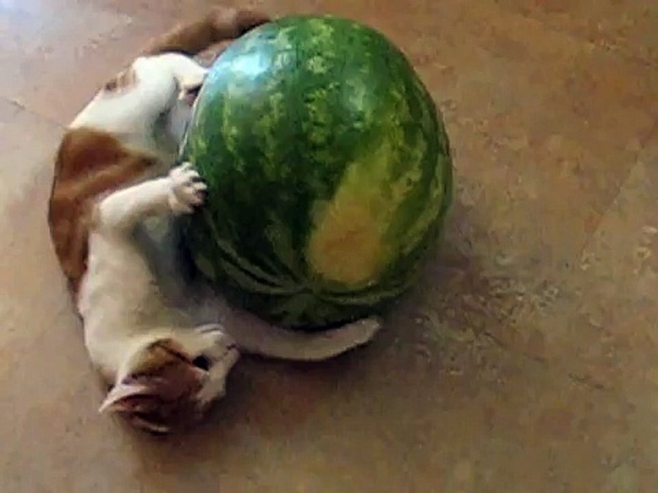 Kitten vs. Watermelon