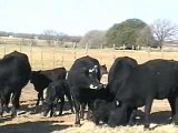 28 Black & Blk Baldy Pairs 1st Calf Replacement Heifer Pairs
