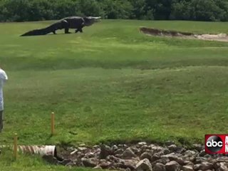 Goliath gator spotted at Palmetto golf course