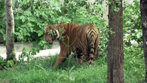 Tigres são retirados de templo na Tailândia