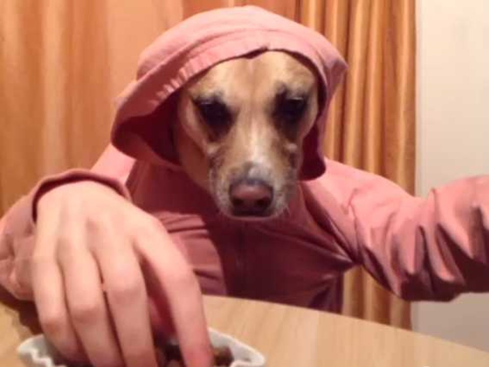 Best Fails Vines Compilation - Top Fail Vines June 2016 | Funny Vines Animal, Vines Cat, Vines Dog