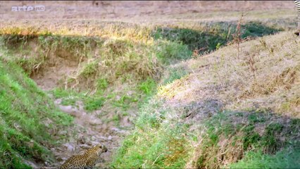 Afrique: Les Arbres De La Vie e01 Le Kigelia