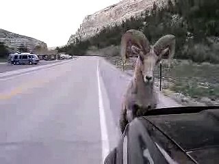 Bighorn Sheep vs Toyoya 4Runner In Lander Wyoming 5 17 09