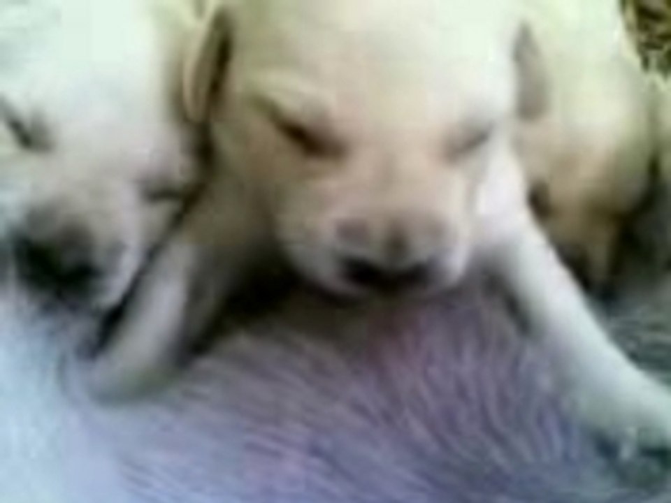 Video chiots salsa