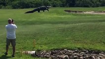 Giant Alligator Roams Golf Course in Florida